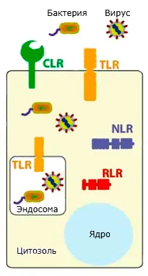 Разнообразие рецепторов распознавания образов в эукариотических клетках.