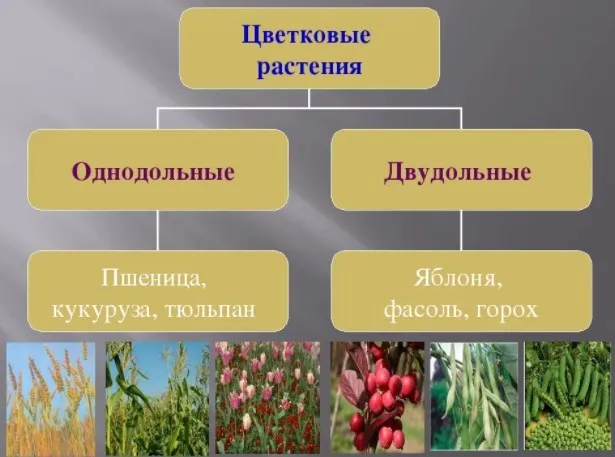 Примеры однодольных и двудольных растений.