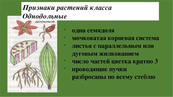 Характеристика и примеры однодольных и двудольных растений