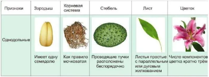 Характеристика однодольных и двудольных растений. Характеристики, сходства, различия, таблицы двудольных растений и однодольных растений.