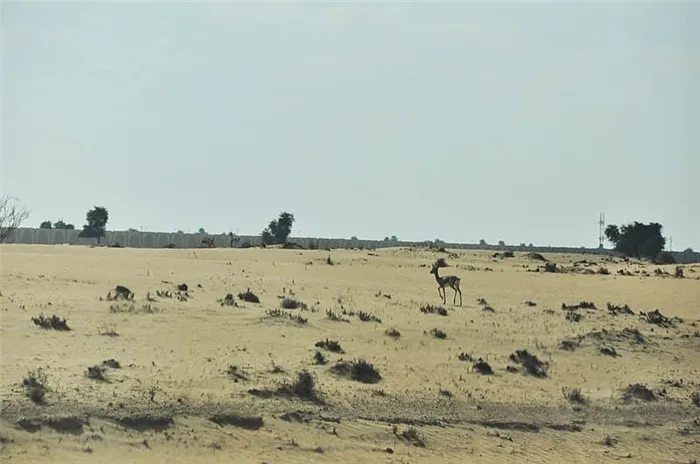 Пустыня Объединенных Арабских Эмиратов (https://commons.wikimedia.org/wiki/Category:Arabian_Peninsula#/media/File:Emirates_-_panoramio_(57).jpg)
