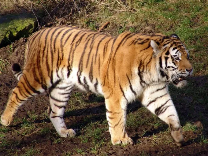 Общее количество видов тигров