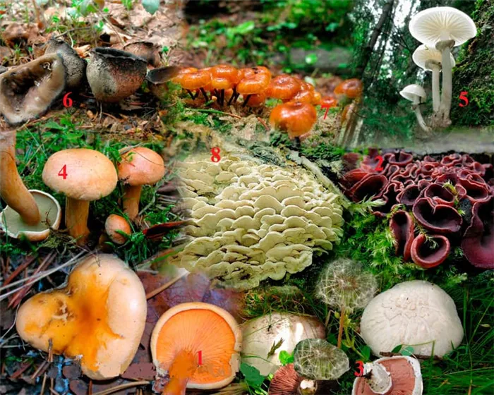 Сходство грибов с растениями и животными - общие характеристики, черты и свойства