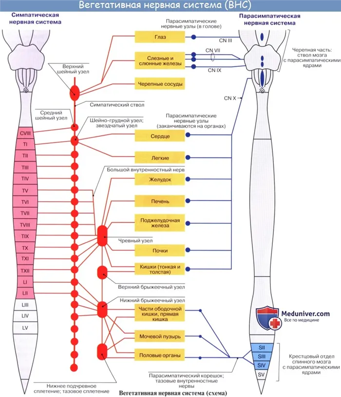 Анатомия: вегетативная нервная система