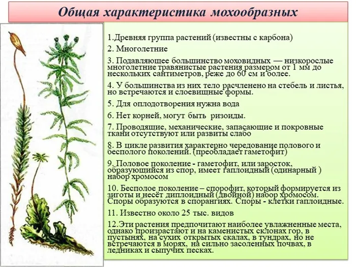 Общая характеристика мхов 1. Древняя группа растений (известна по углеводам).