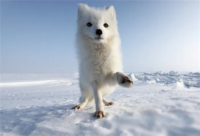 Песец, полярная лисица, является прекрасным украшением арктической тундры.