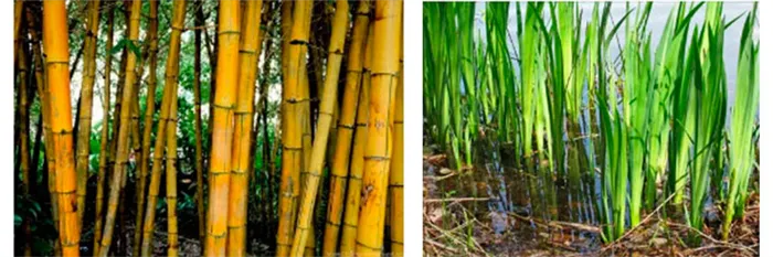 Бамбук и ротанг