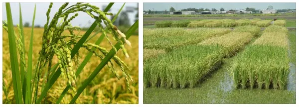 Соцветия рисовых плантаций