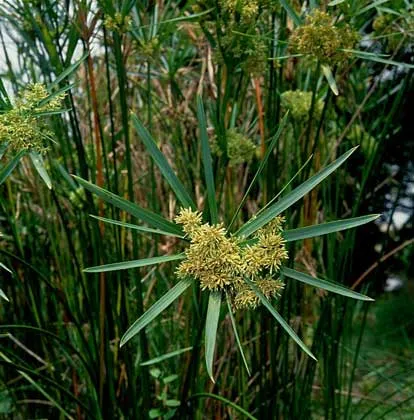  IGDA / 2P Зернистые растения семейства папирусов, произрастающие в Северной Африке, когда-то широко использовались для изготовления особых видов бумаги.