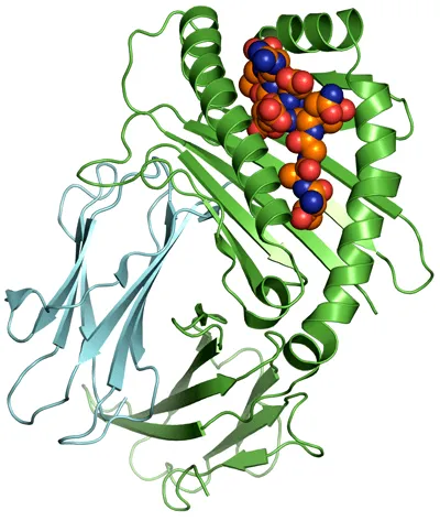 Пептиды в белках MNSI.