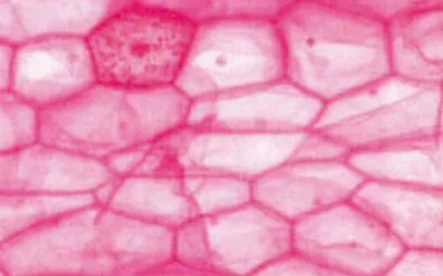 Клетки покрытой ткани