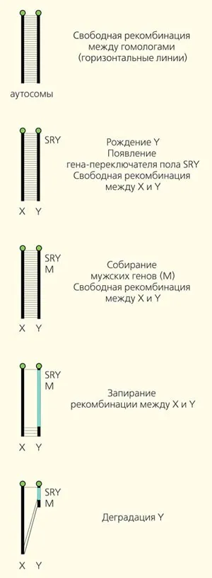 Рисунок 2. Эволюция Y-хромосомы (