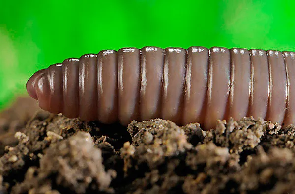 Строение тела земляного червя - урчание в теле