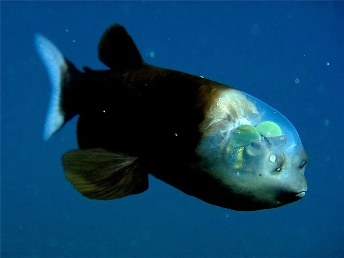 Рыба на дне Марианской впадины Гренатона