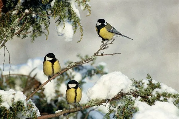 Как птицы пролетают зимой?