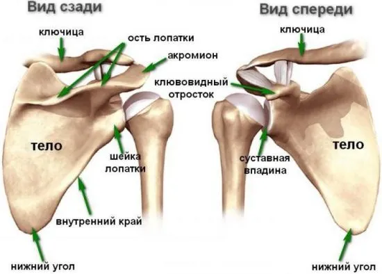 Плечевые структуры