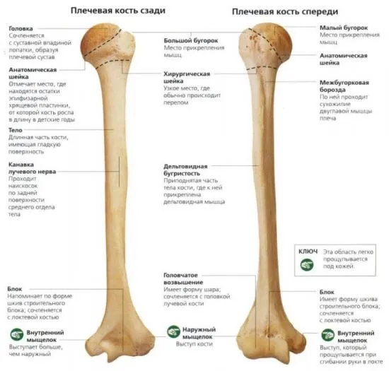 Структура костей