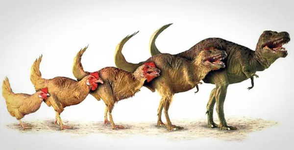 Эволюция курицы от динозавров