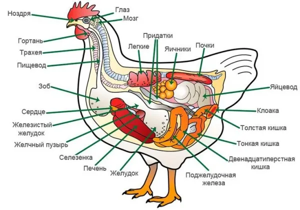 Внутренние органы курицы