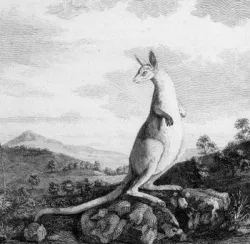 В одном из изданий дневника Джеймса Кука о его втором плавании европейские читатели впервые увидели изображение кенгуру.