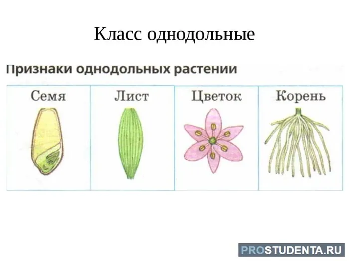 Характеристика однодольных растений 