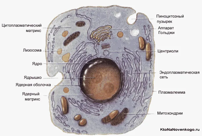 Структура клеток эукариот