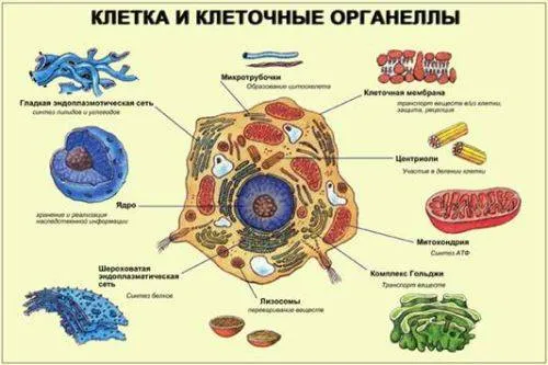 Клетки не имеют ядра у 1) растений.2) животных.3) грибов.4) бактерий.