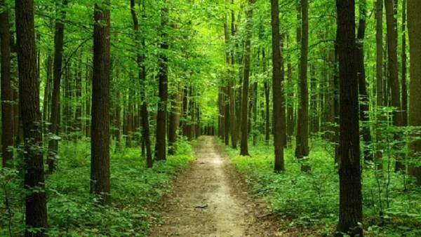 Влияние лесов на природу и жизнь человека-2