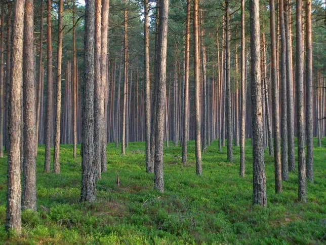 Роль и хозяйственное использование лесов в природе и жизни человека