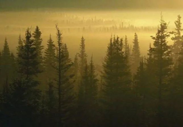Роль лесов в природе и жизни человека