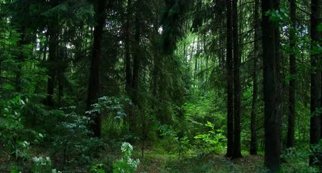 Роль лесов в природе и жизни человека