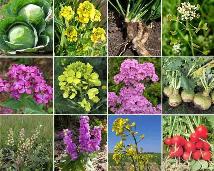 Семейство крестоцветных: описание и общие характеристики растений