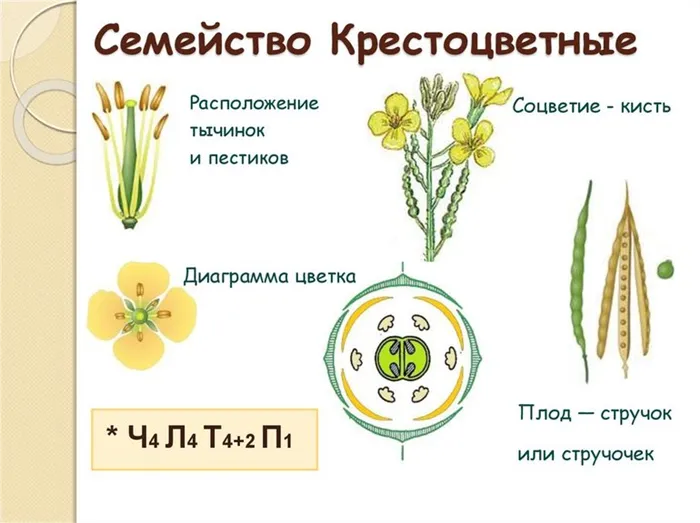 Описание и общие характеристики скрещивания растений