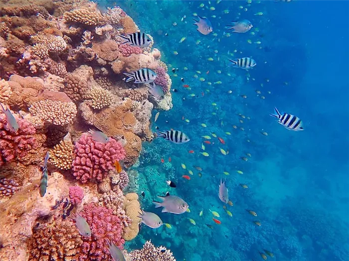 Коралловые рифы (https://commons.wikimedia.org/wiki/category: red_sea#/media/file: gesundes_korallenriff_im_roten_meer_3.jpg)