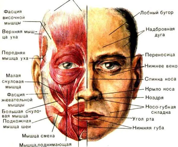 Лицевые мышцы