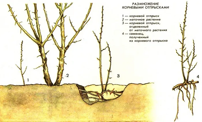 Размножение корневыми черенками