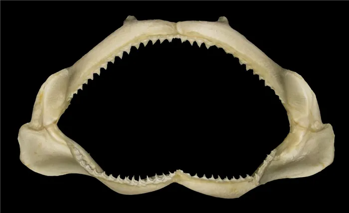 Зубы животных
