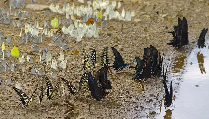 Бабочки в бассейне водопада
