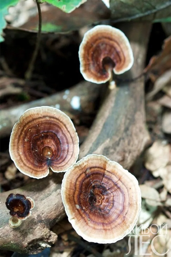 Сапрофитные грибы