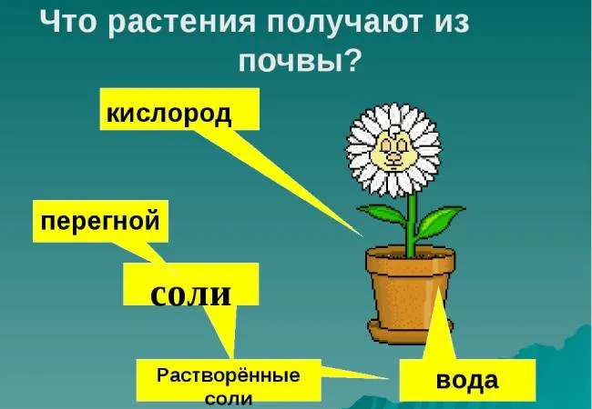 Что растения получают из земли?