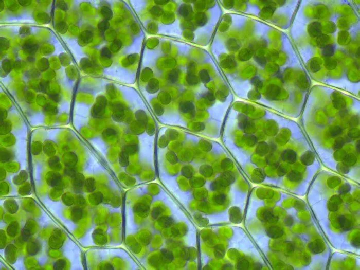 Рис. 3. хлоропласты в клетках листа.
