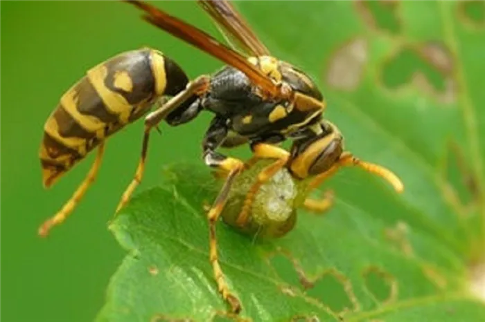 Почему клещи необходимы в природе - их роль в пищевой цепи и экономике, пчелы едят клещей