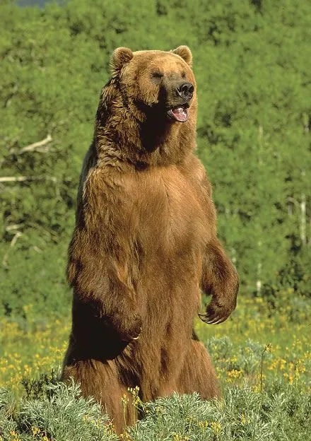 Бурый медведь стоит на задних лапах