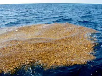 Остров с бурыми водорослями в Саргассовом море.