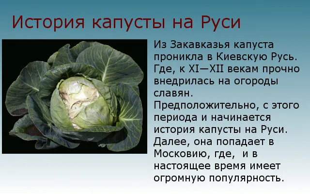 История капусты в России