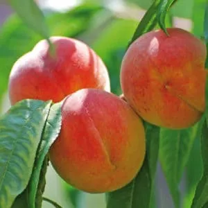 Фотографии персиков