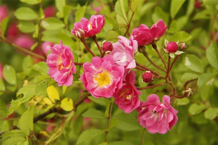 Формула цветка Rosaceae