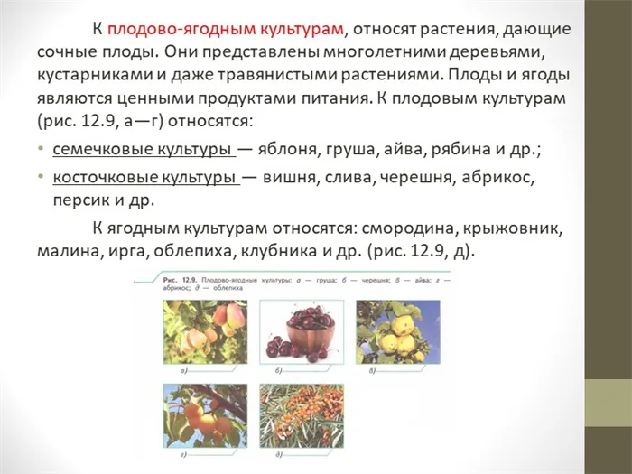 Плодовые и ягодные культуры - это растения, дающие сочные плоды. В основном это садово-огородные культуры.