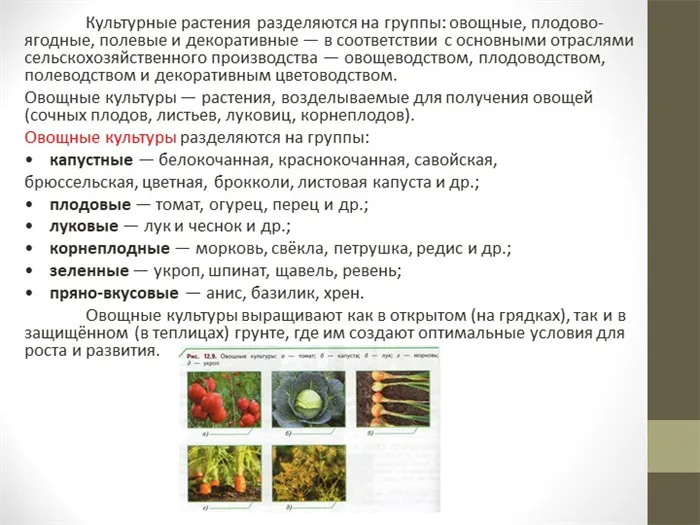Культурные растения делятся на группы овощных, плодовых растений и растений открытого грунта.
