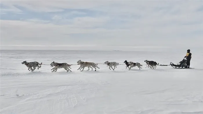 Собачьи бега в Чукотском автономном округе